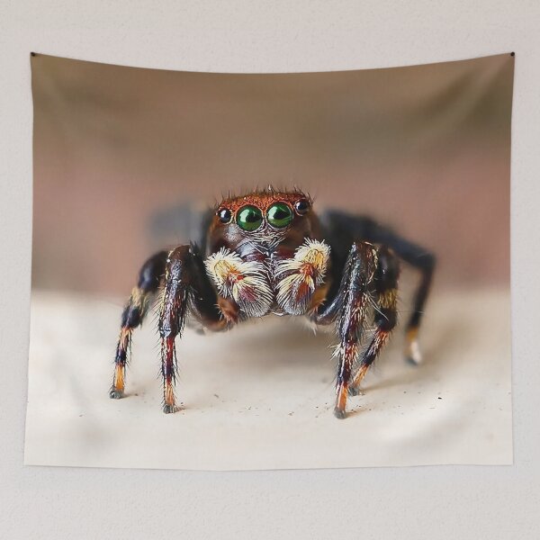 Item preview, Hello from Hubert! – Fuzzy Jumping Spider Macro designed and sold by Cornishinoz.