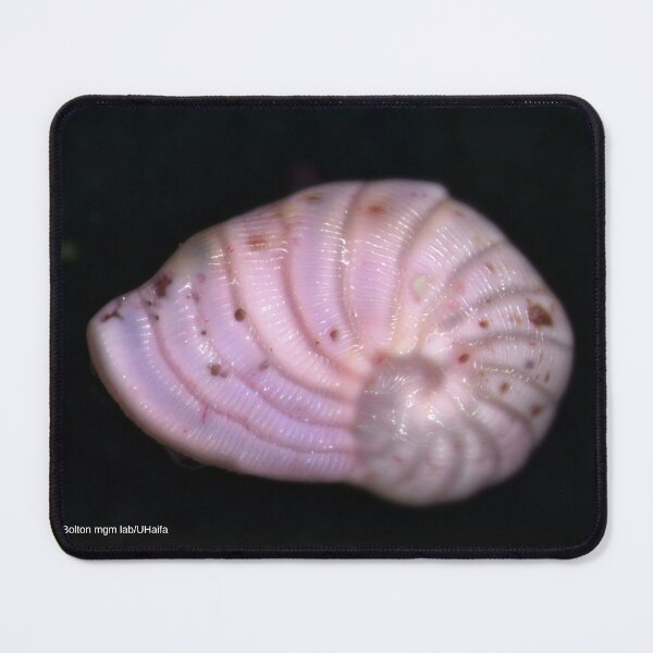 Item preview,  pink sand microphotography designed and sold by A grain of sand.