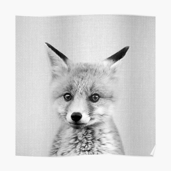 Poster Bebe Renard Noir Blanc Par Galdesign Redbubble