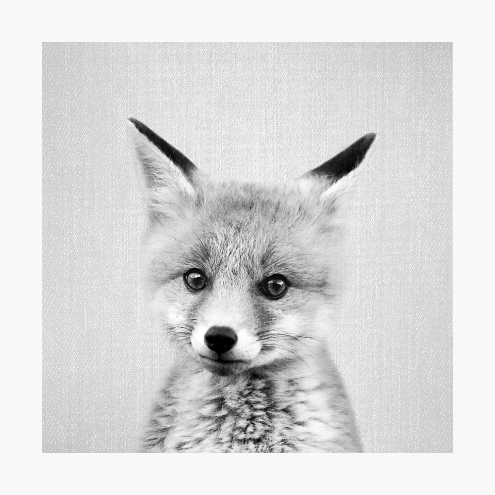 Poster Bebe Renard Noir Blanc Par Galdesign Redbubble