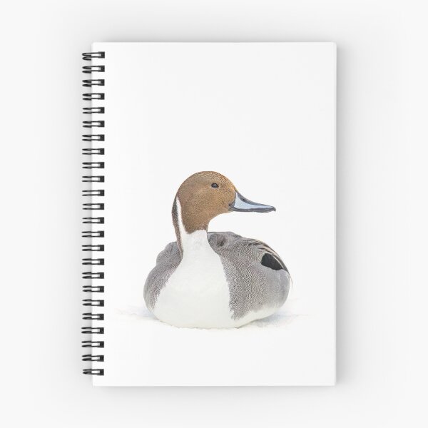 Item preview, Northern Pintail designed and sold by James Cumming.