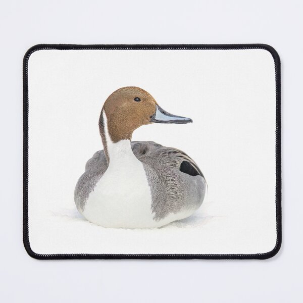 Item preview, Northern Pintail designed and sold by James Cumming.