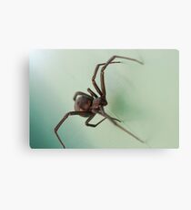 Black Widow Canvas Print