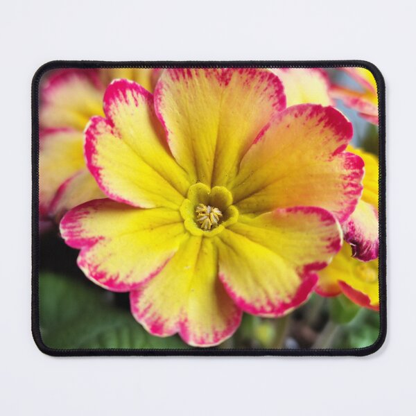 Item preview, Beautiful Pink Yellow Blooming Flower From The Home Garden Digital Photography designed and sold by vtspatial.