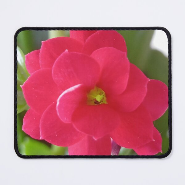 Item preview, Kalanchoe blossfeldiana designed and sold by André Ramos Ielo.