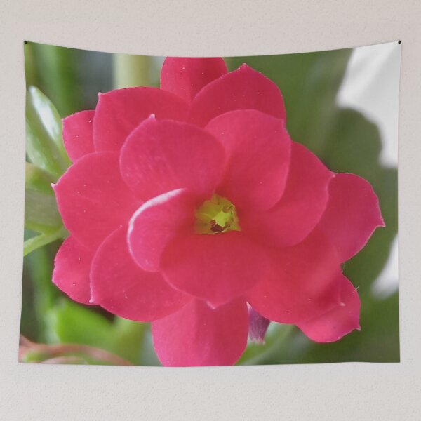 Item preview, Kalanchoe blossfeldiana designed and sold by André Ramos Ielo.