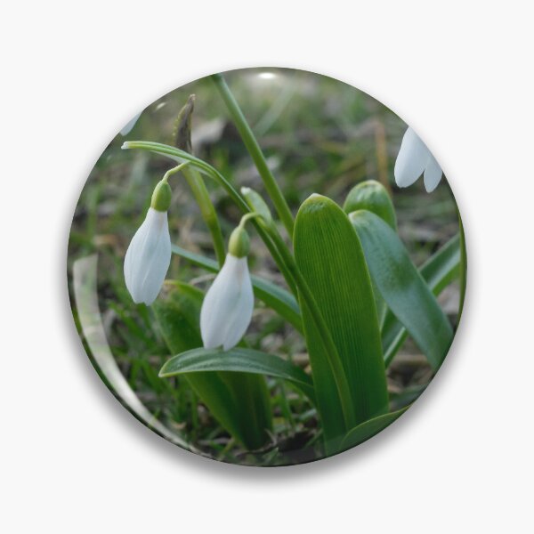Item preview, Snowdrop Flower Close-Up – First Sign of Spring Nature Photography designed and sold by eGreenHat.