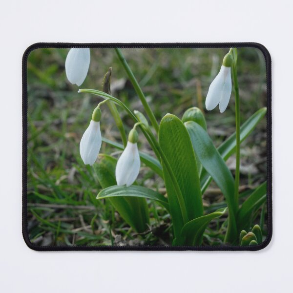 Item preview, Snowdrop Flower Close-Up – First Sign of Spring Nature Photography designed and sold by eGreenHat.