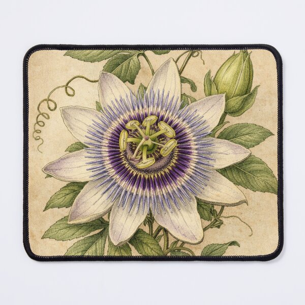 Item preview, Vintage Passion Flower Botanical Illustration - Passiflora Antique Print designed and sold by Darlin8888.