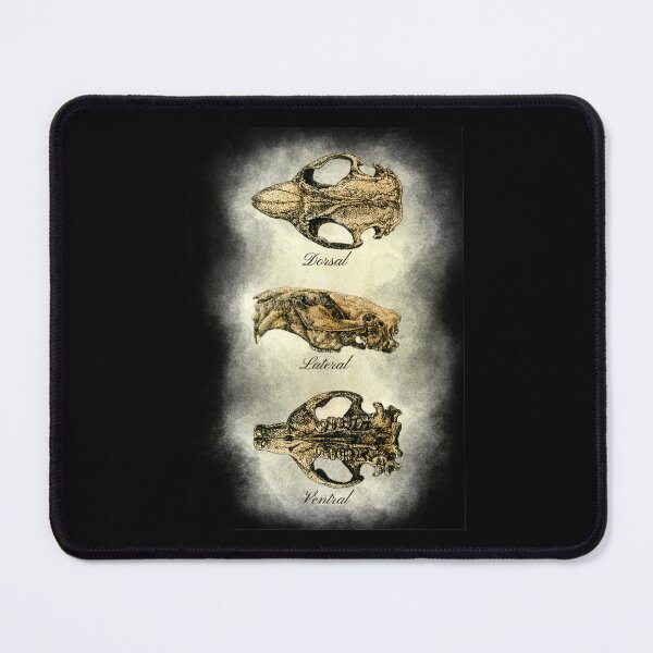 Item preview, Beaver skull (multiple views) designed and sold by Drawinism.