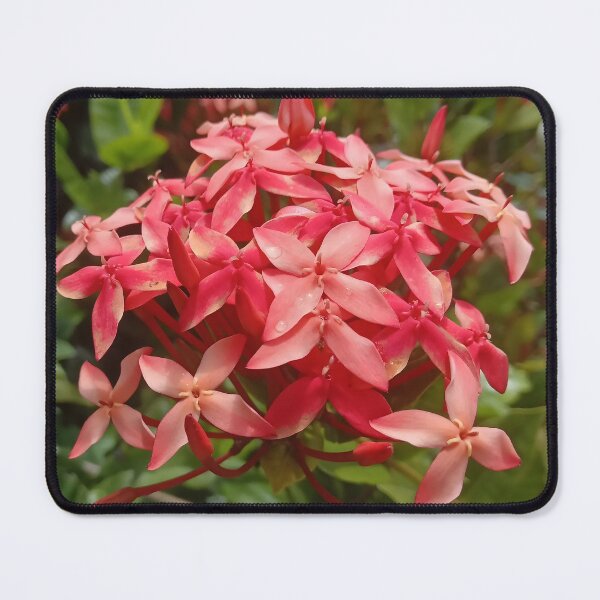 Item preview, Ixora coccinea designed and sold by André Ramos Ielo.