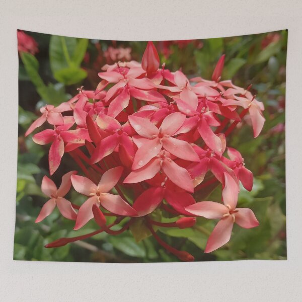 Item preview, Ixora coccinea designed and sold by André Ramos Ielo.