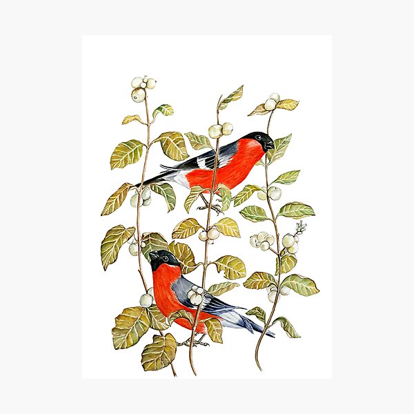 Item preview, Bullfinch and snowberry designed and sold by peaceofwork.
