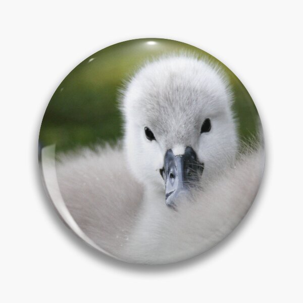 Item preview, Adorable Baby Swans (Cygnets) Swimming – Cute Wildlife Nature Photography designed and sold by ZabierShop.