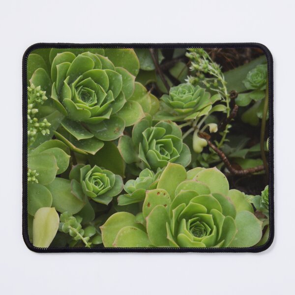 Item preview, desert rose echeveria designed and sold by MissDucklette.
