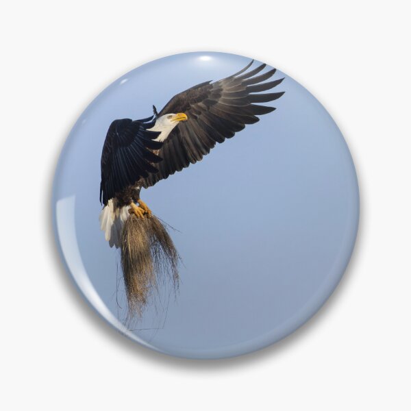 Item preview, Adult Bald Eagle bringing grass to the nest. 2-26-2026  designed and sold by Thomasyoung.