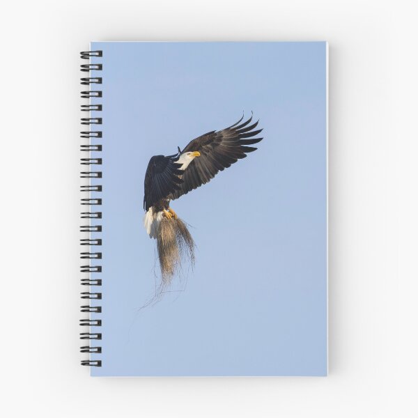Item preview, Adult Bald Eagle bringing grass to the nest. 2-26-2026  designed and sold by Thomasyoung.