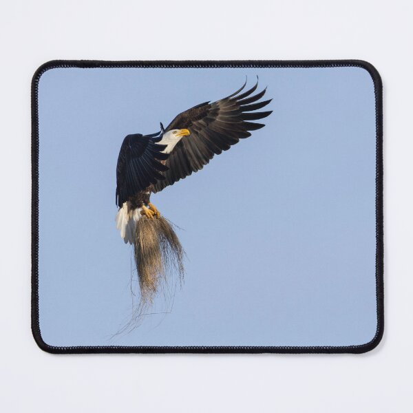 Item preview, Adult Bald Eagle bringing grass to the nest. 2-26-2026 designed and sold by Thomasyoung.