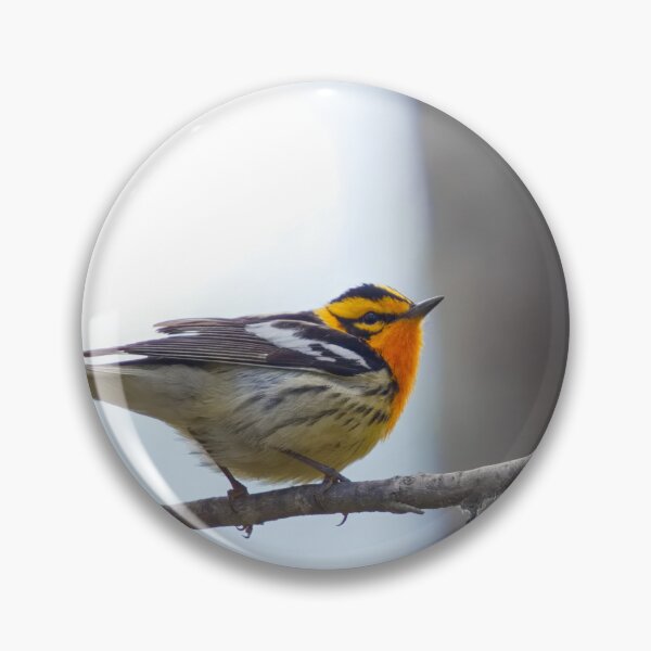Item preview, BLACKBURNIAN WARBLER designed and sold by adumont1.