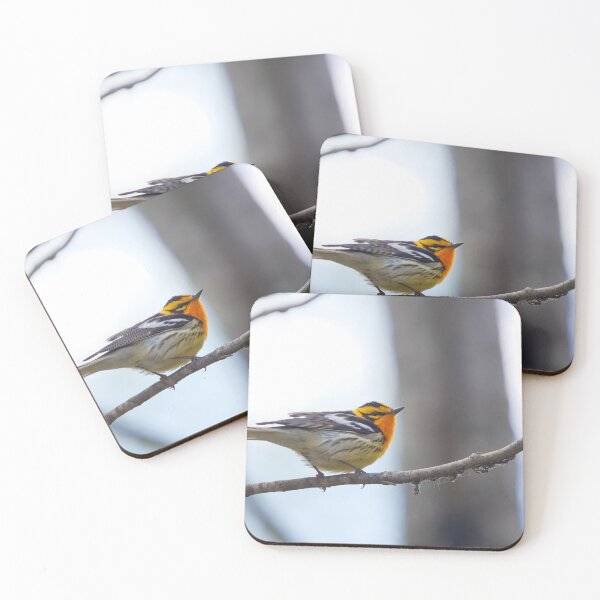 Item preview, BLACKBURNIAN WARBLER designed and sold by adumont1.