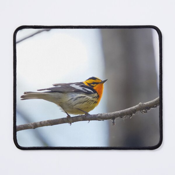 Item preview, BLACKBURNIAN WARBLER designed and sold by adumont1.