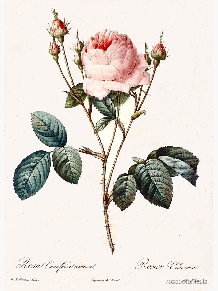 Vintage Redoute Rose Botanical