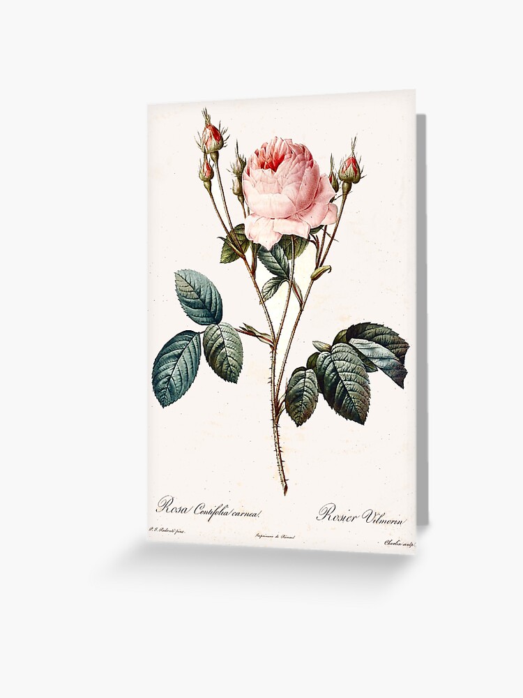 Vintage Redoute Rose Botanical