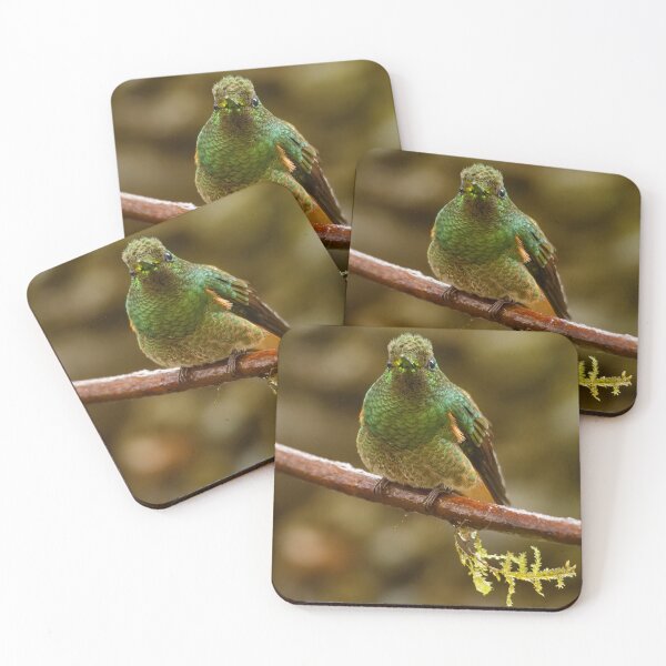 Item preview, BUFF-TAILED CORONET designed and sold by adumont1.