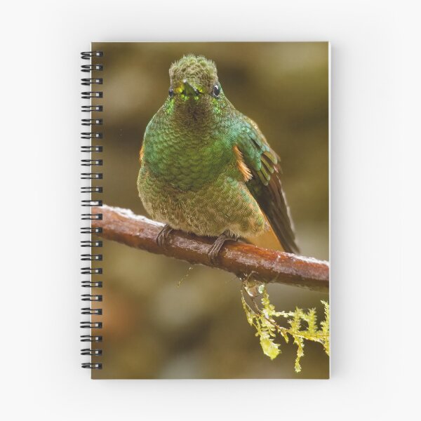 Item preview, BUFF-TAILED CORONET designed and sold by adumont1.