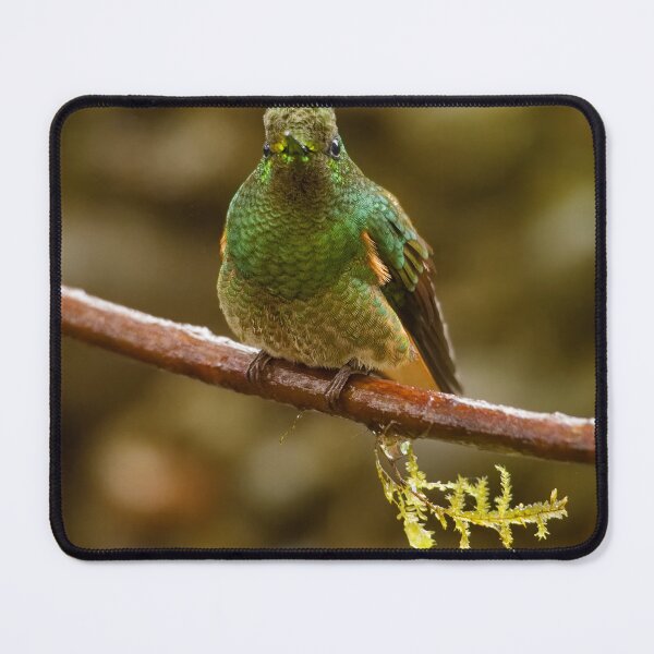 Item preview, BUFF-TAILED CORONET designed and sold by adumont1.