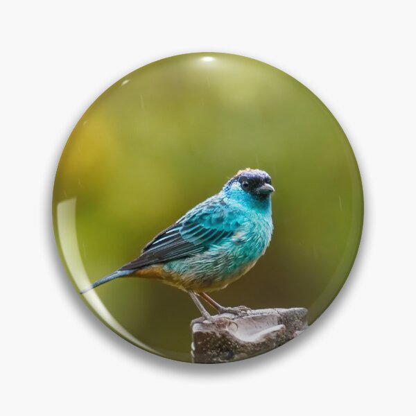 Item preview, BERYL-SPANGLED TANAGER  designed and sold by adumont1.
