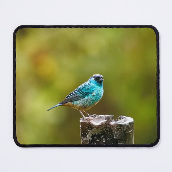 Item preview, BERYL-SPANGLED TANAGER  designed and sold by adumont1.