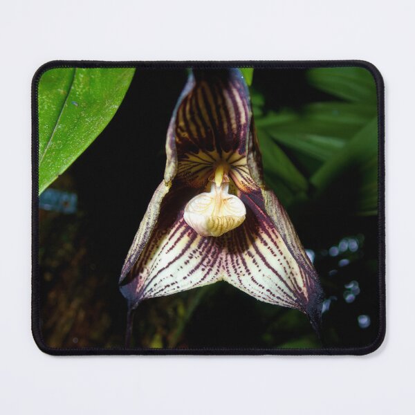 Item preview, LIGHT AND SHADOW designed and sold by adumont1.