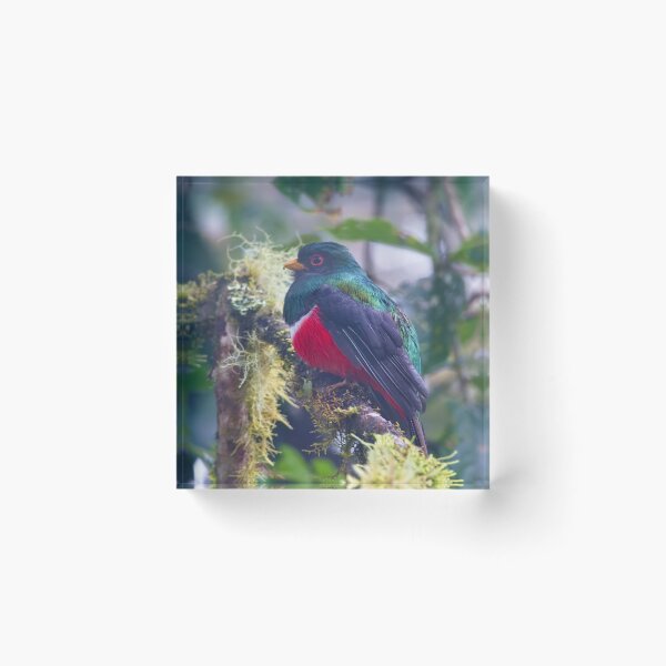 Item preview, MASKED TROGON designed and sold by adumont1.