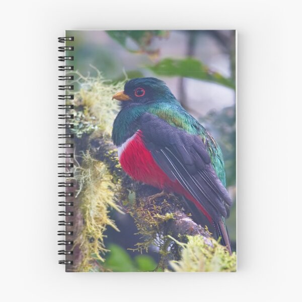 Item preview, MASKED TROGON designed and sold by adumont1.
