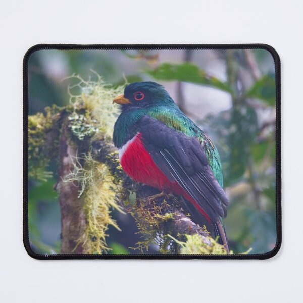 Item preview, MASKED TROGON designed and sold by adumont1.