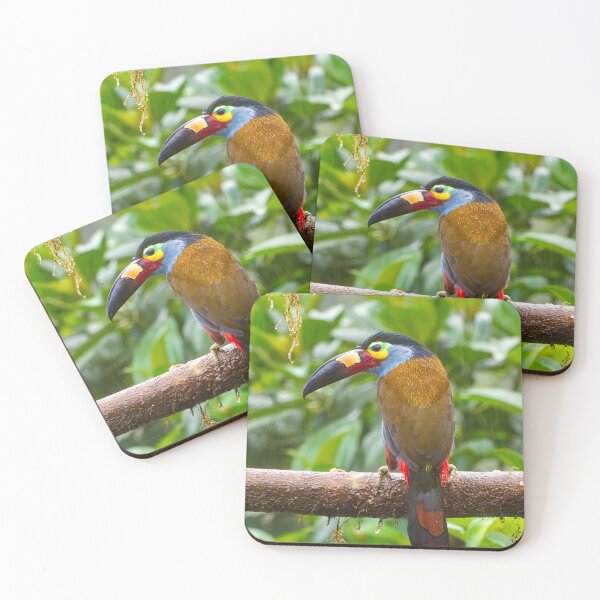 Item preview, PLATE-BILLED MOUNTAIN TOUCAN designed and sold by adumont1.
