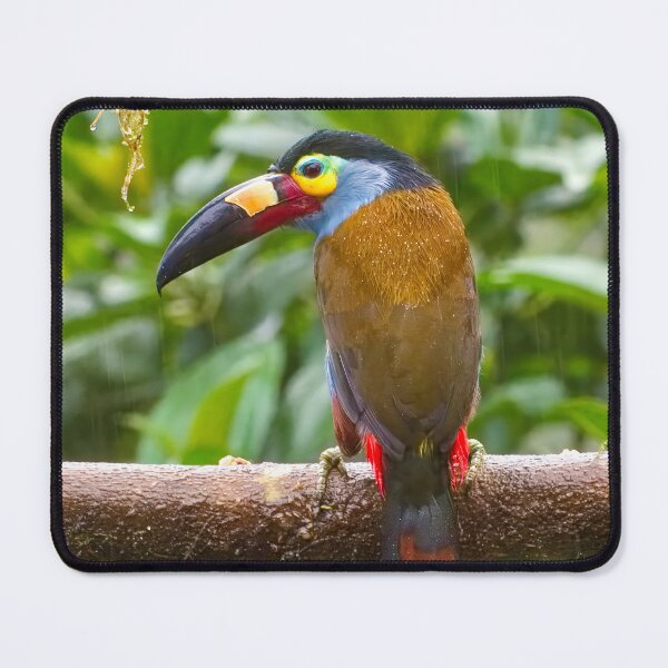 Item preview, PLATE-BILLED MOUNTAIN TOUCAN designed and sold by adumont1.