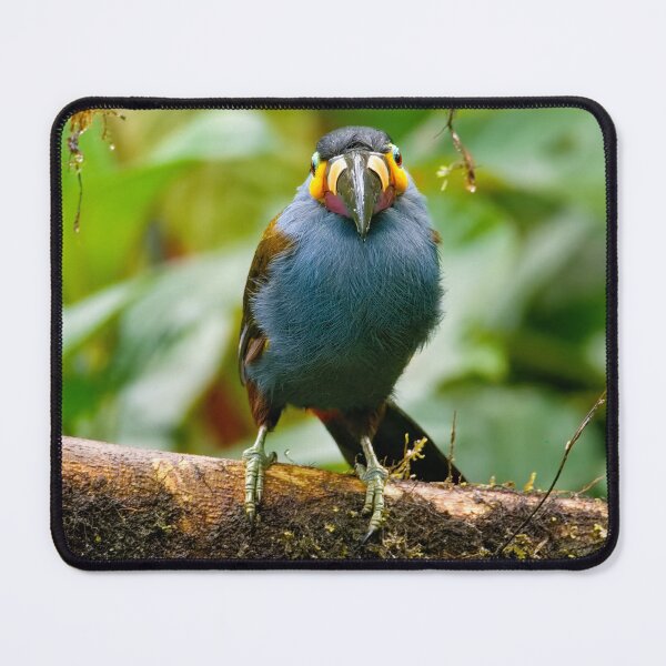 Item preview, PLATE-BILLED MOUNTAIN TOUCAN LOOKING AT YOU designed and sold by adumont1.