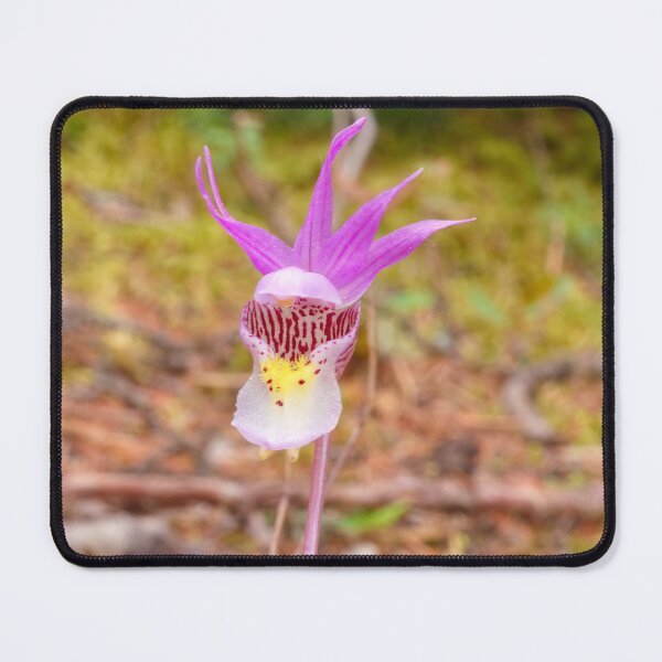 Item preview, CALYPSO ORCHID designed and sold by adumont1.