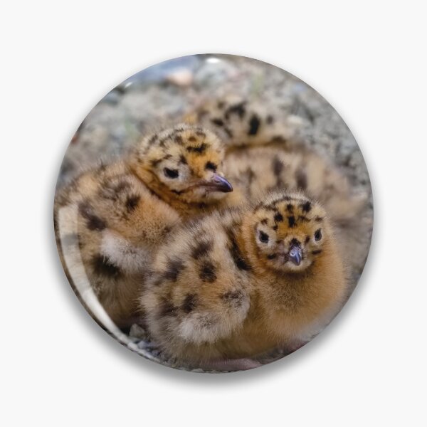 Item preview, BABY TERNS designed and sold by adumont1.