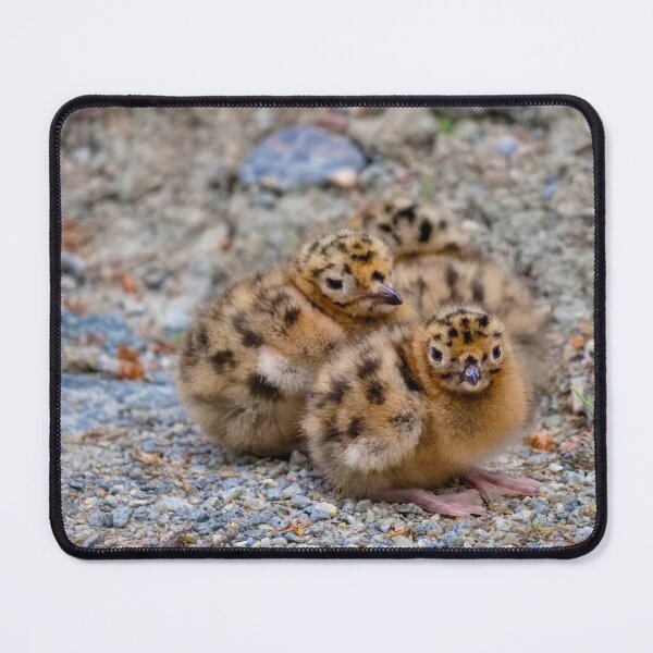 Item preview, BABY TERNS designed and sold by adumont1.