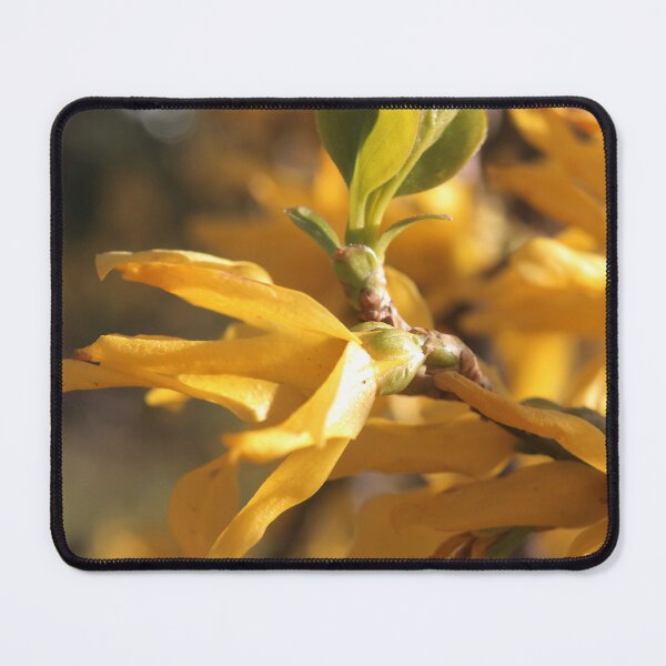 Item preview, Bright Yellow Forsythia Spring Bloom designed and sold by vikko-art.