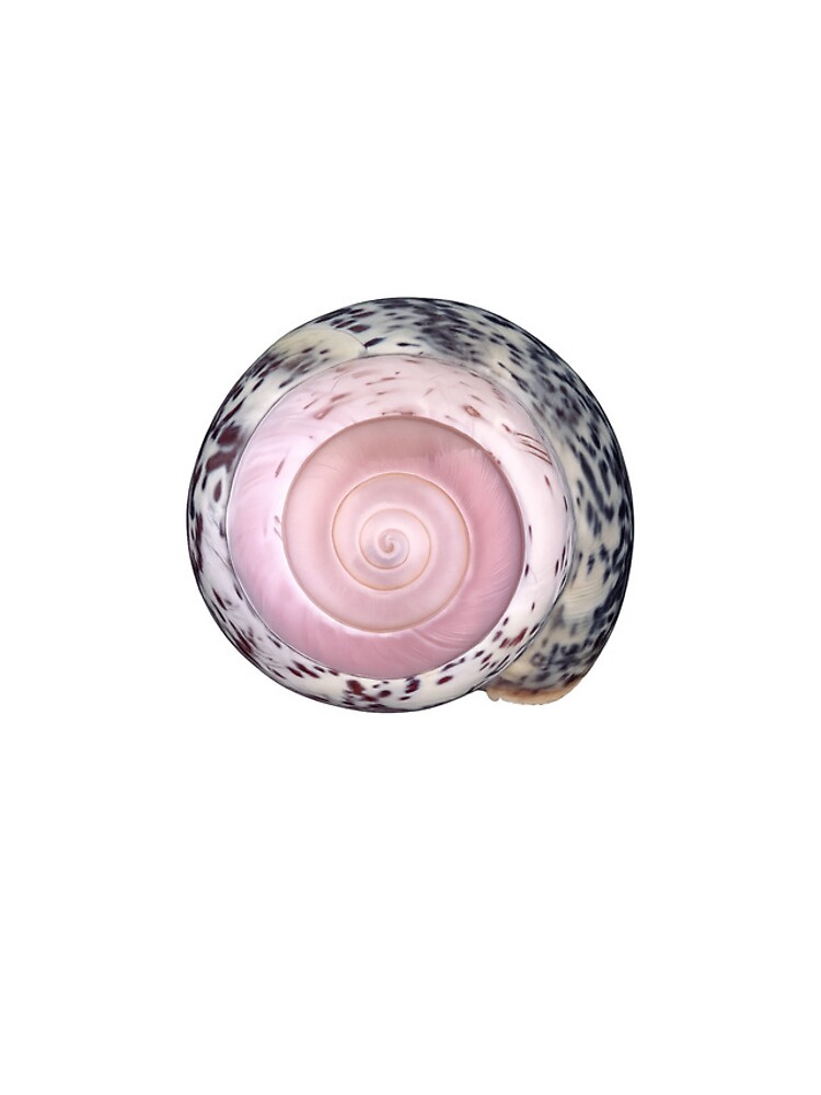Thumbnail 4 of 4, iPhone Case, Pink Shell  designed and sold by kotomyau.