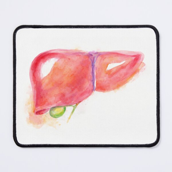 Item preview, Watercolor Liver Anatomy Illustration designed and sold by drmekcrafts.