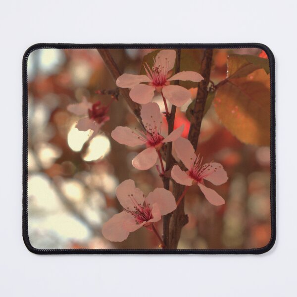 Aperçu de l'œuvre Cherry Blossom 9: Crop créée et vendue par MangoSeeds2.