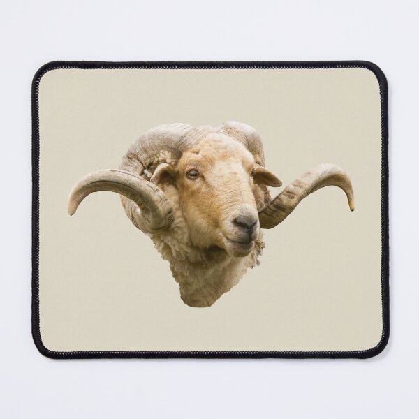 Item preview, Portland Sheep, Ram Portrait  designed and sold by Jane Stanley Photography.