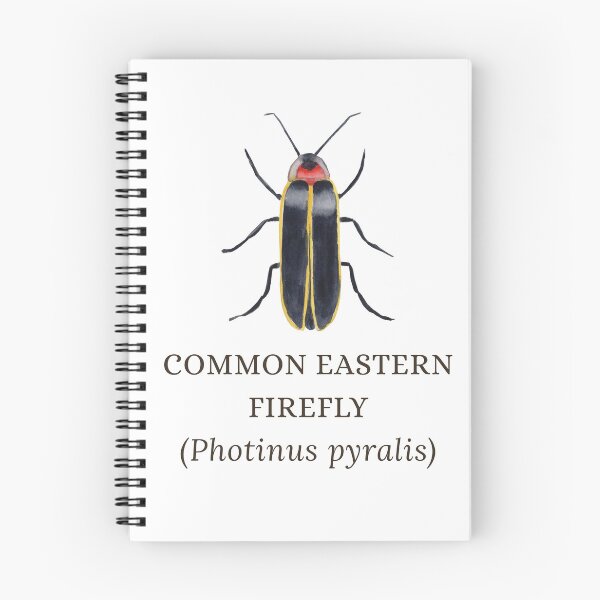 Item preview, Common Eastern Firefly designed and sold by Kindred & Thistle.