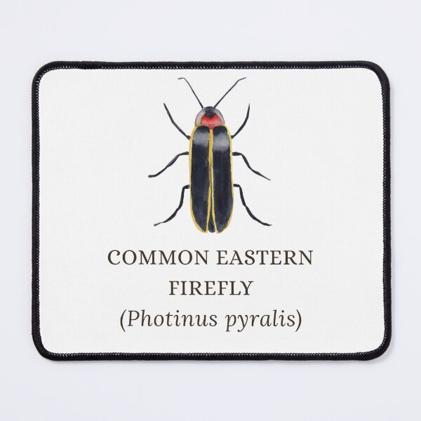 Item preview, Common Eastern Firefly designed and sold by Kindred & Thistle.