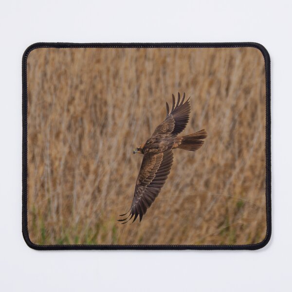 Item preview, Marsh Harrier - 2 designed and sold by Ralph Goldsmith.